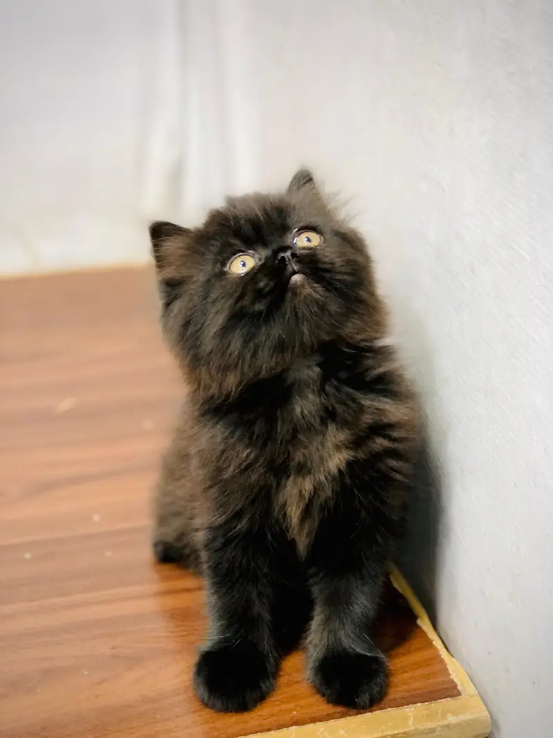Cash on delivery persian cats & Kittens Available- Healthy & Playfull — photo 11