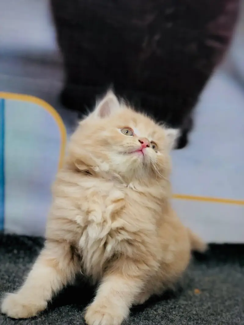 cash on delivery parshion kitten cat male female — photo 2