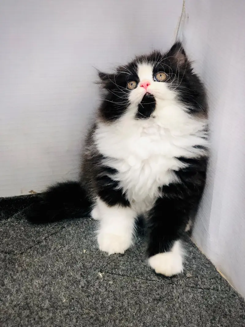 cash on delivery parshion kitten cat male female — photo 8