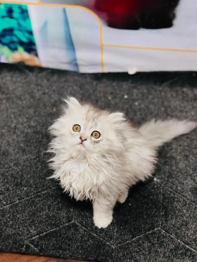 cash on delivery parshion kitten cat male female — photo 10