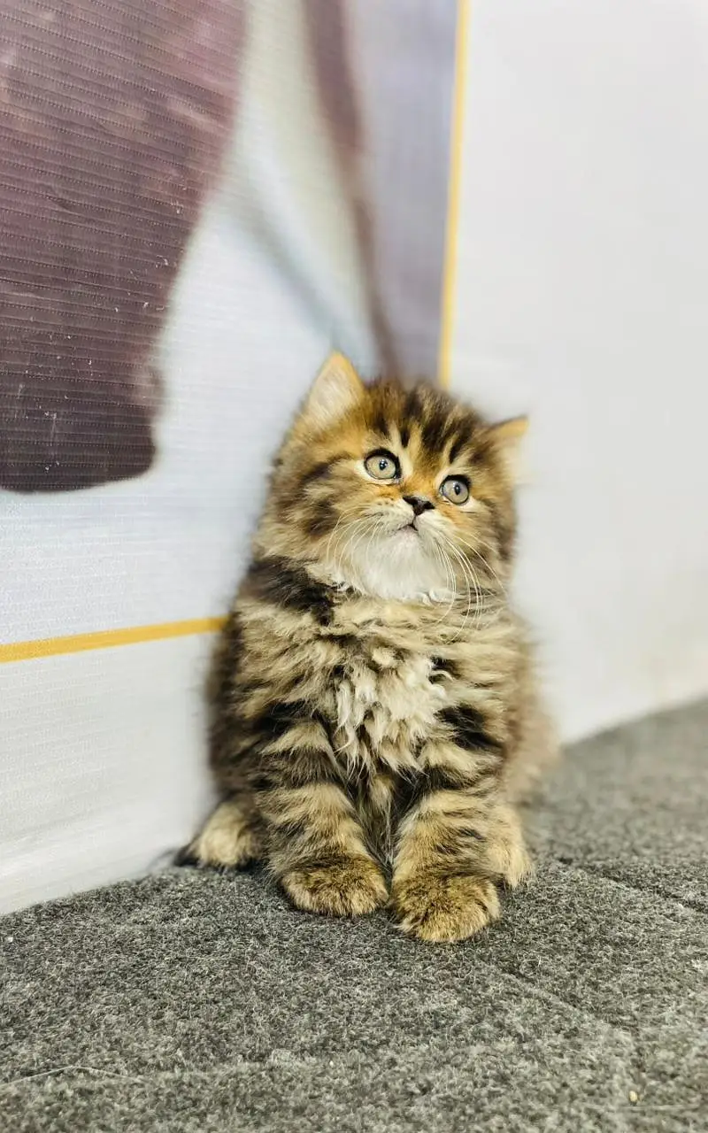 cash on delivery parshion kitten cat male female — photo 12