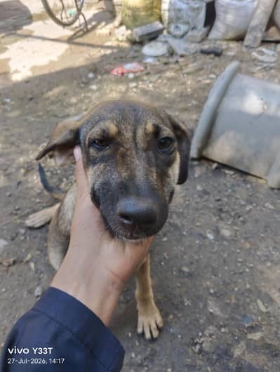 urgent dog for sale