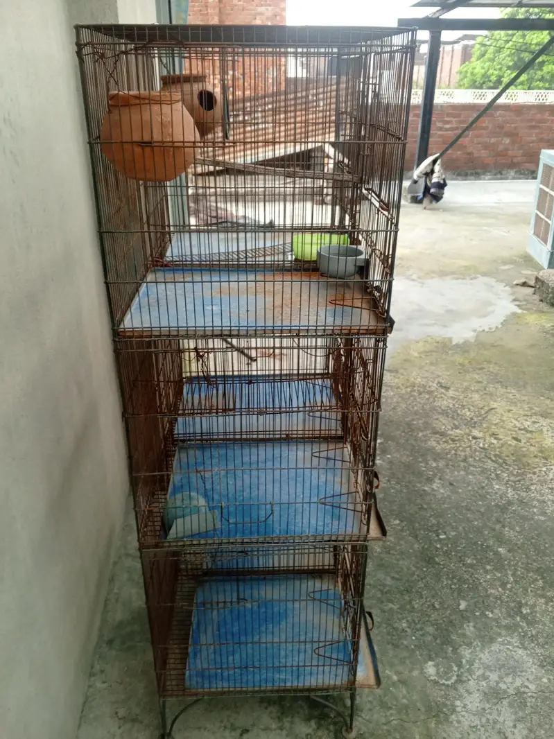 birds cage — photo 4