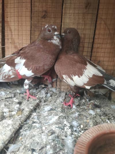Red UNabi khaira pair
