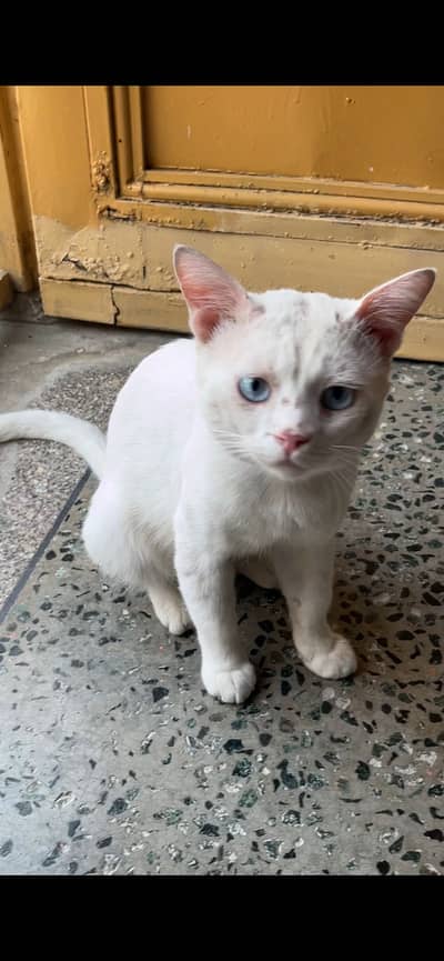 Persian male cat