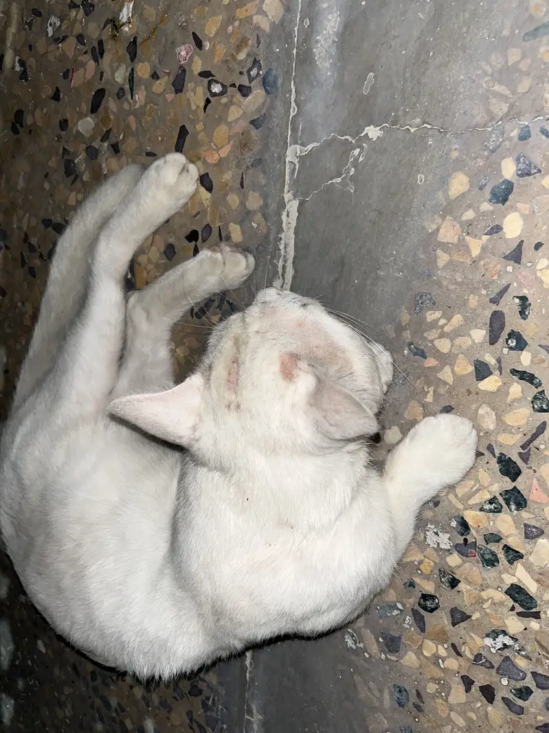 Persian male cat — photo 2
