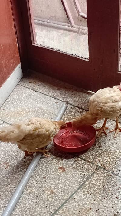 Aseel desi and fancy hens for sala