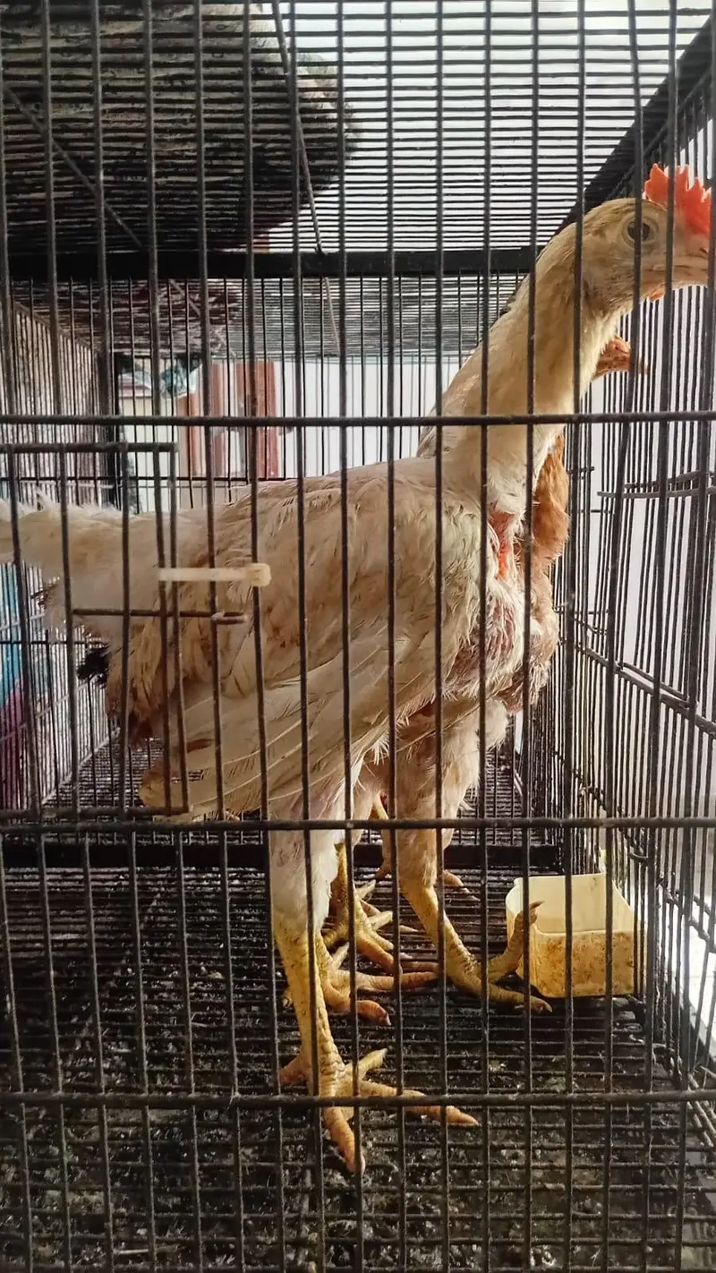 Aseel desi and fancy hens for sala — photo 2
