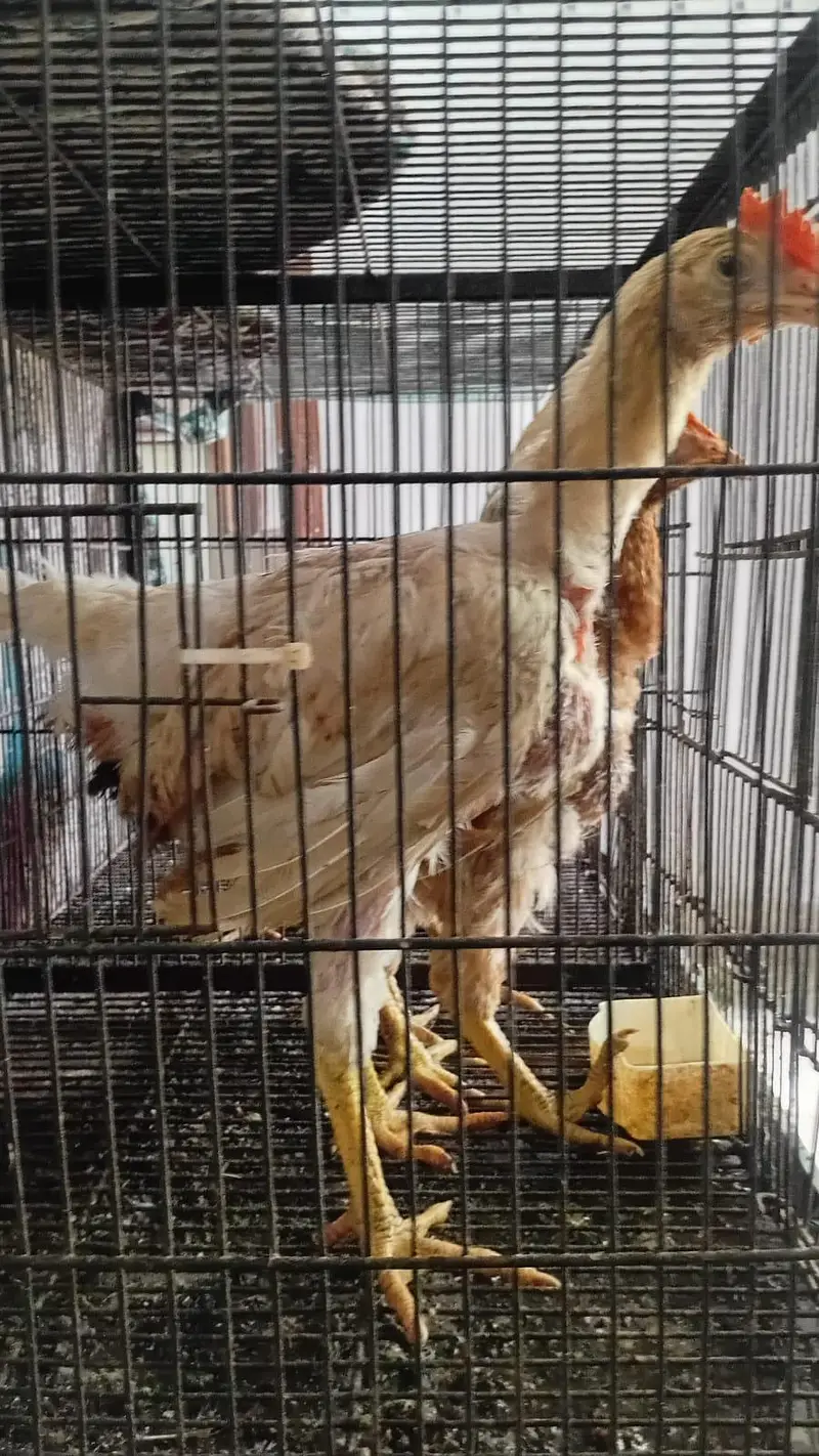 Aseel desi and fancy hens for sala — photo 3