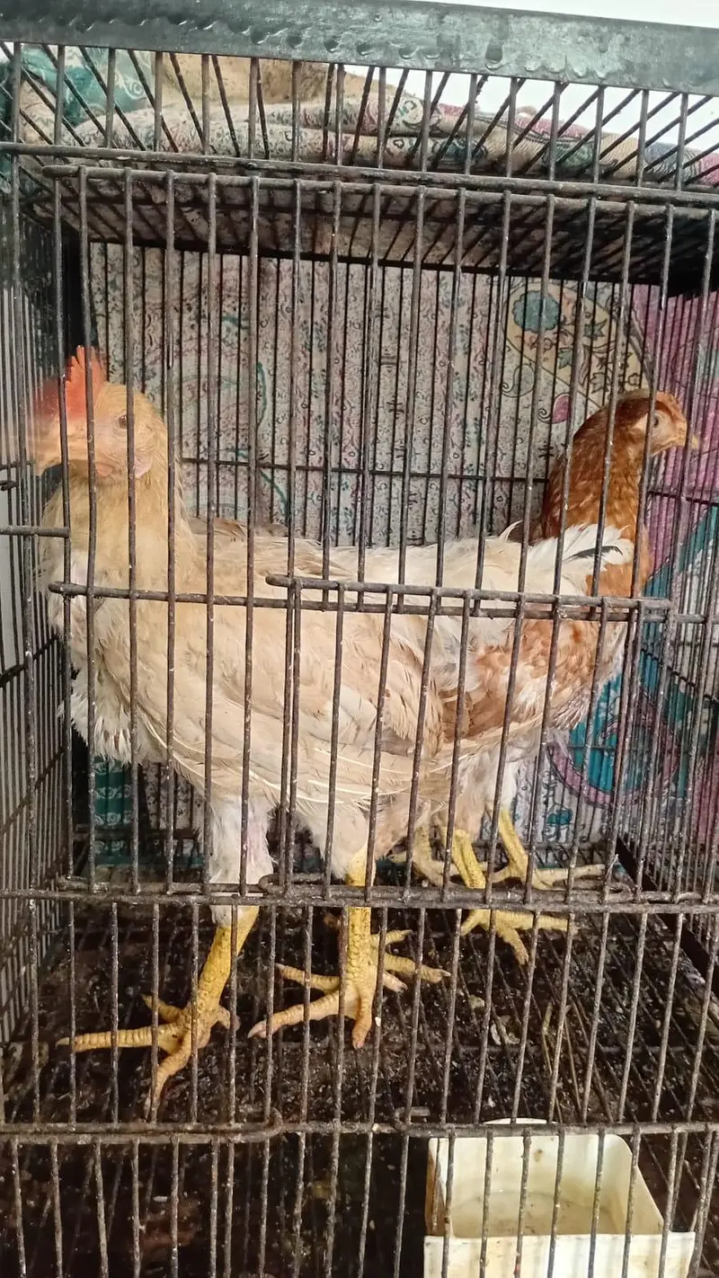 Aseel desi and fancy hens for sala — photo 4
