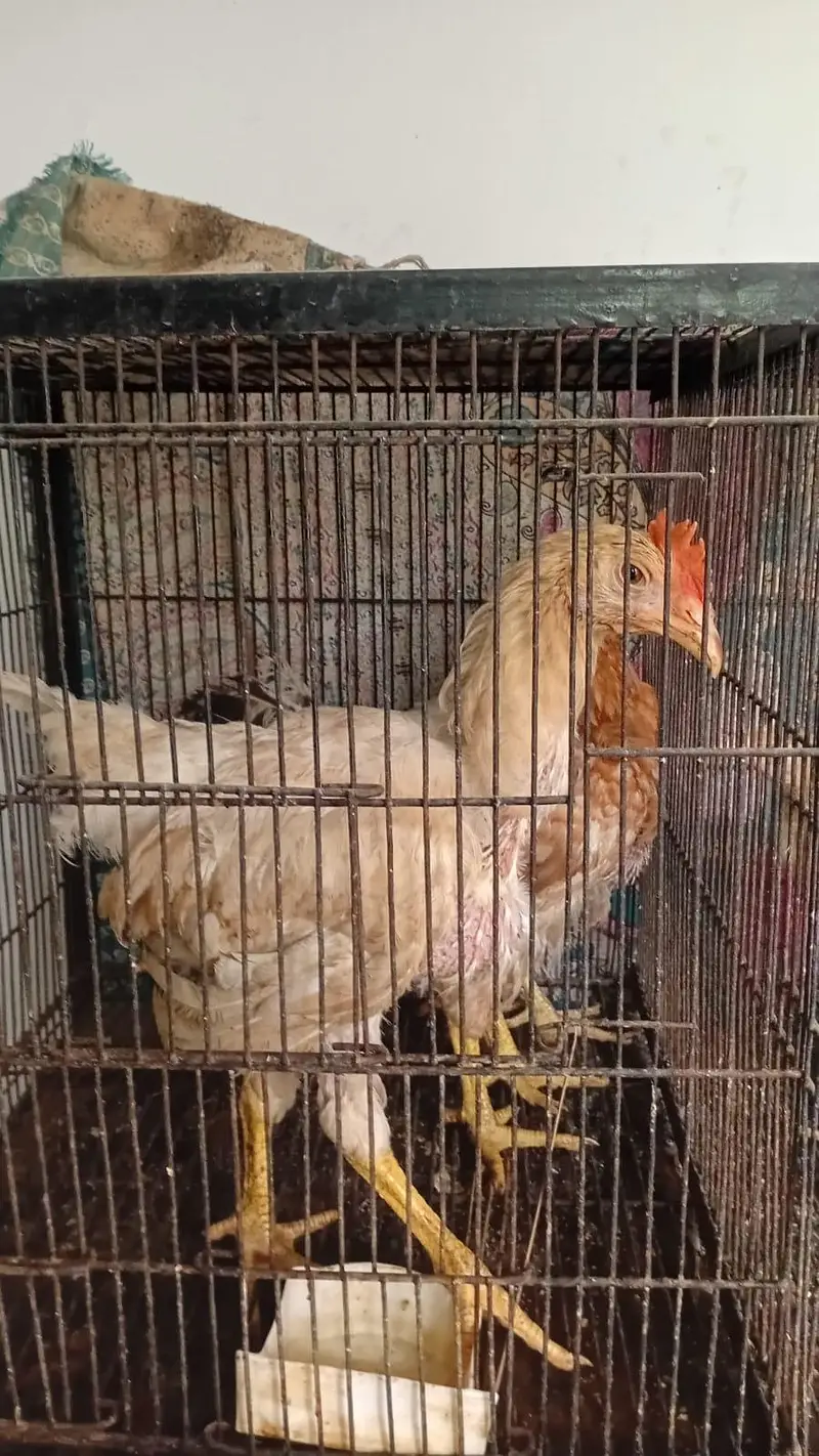 Aseel desi and fancy hens for sala — photo 5