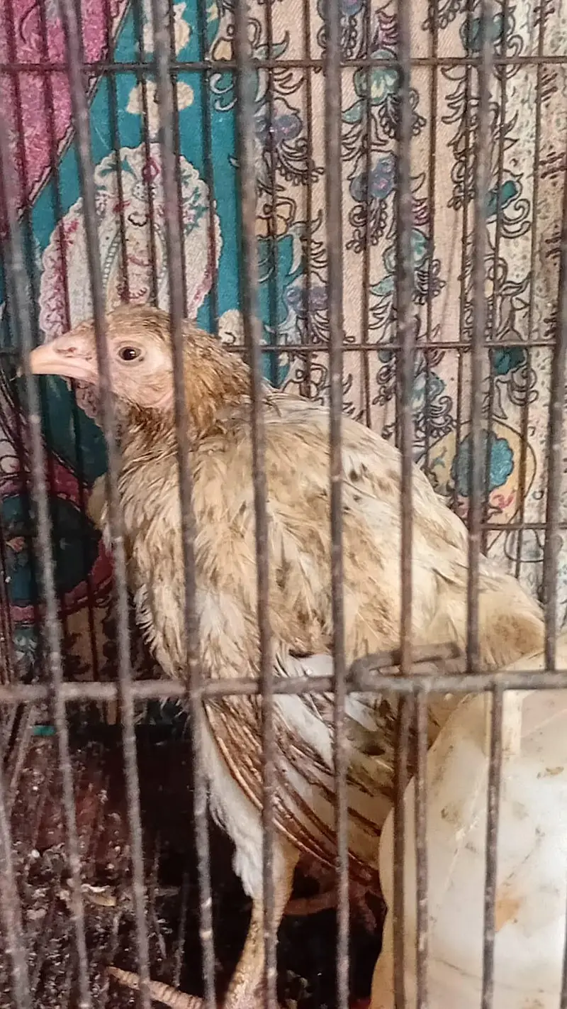 Aseel desi and fancy hens for sala — photo 6