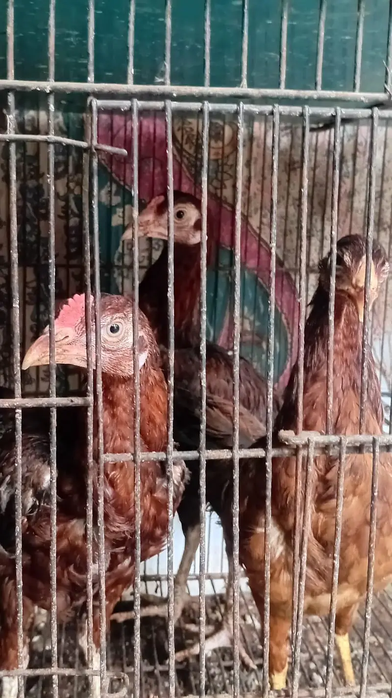 Aseel desi and fancy hens for sala — photo 7