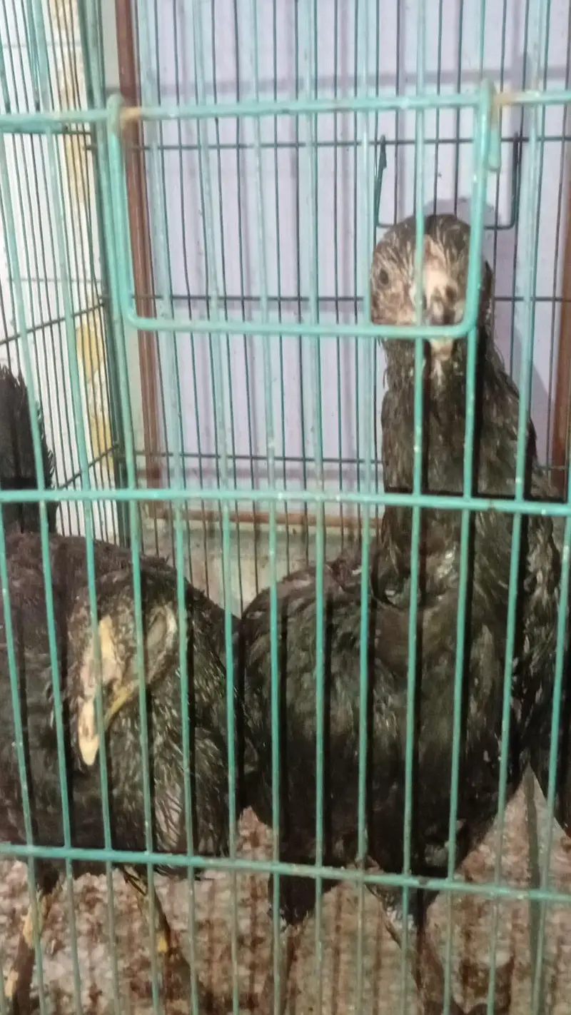 Aseel desi and fancy hens for sala — photo 10