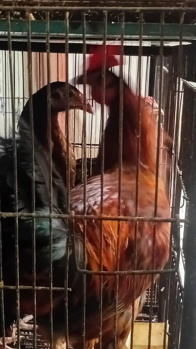 Aseel desi and fancy hens for sala — photo 11