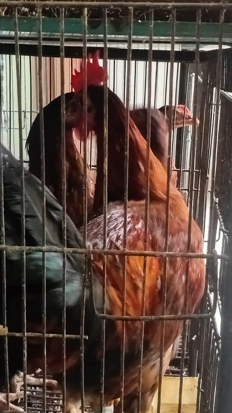 Aseel desi and fancy hens for sala — photo 12