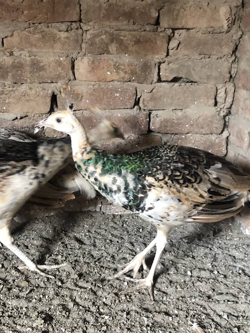 Peacocks  0