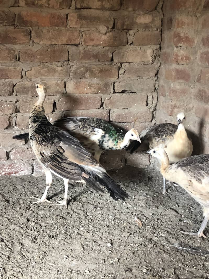 Peacocks  1