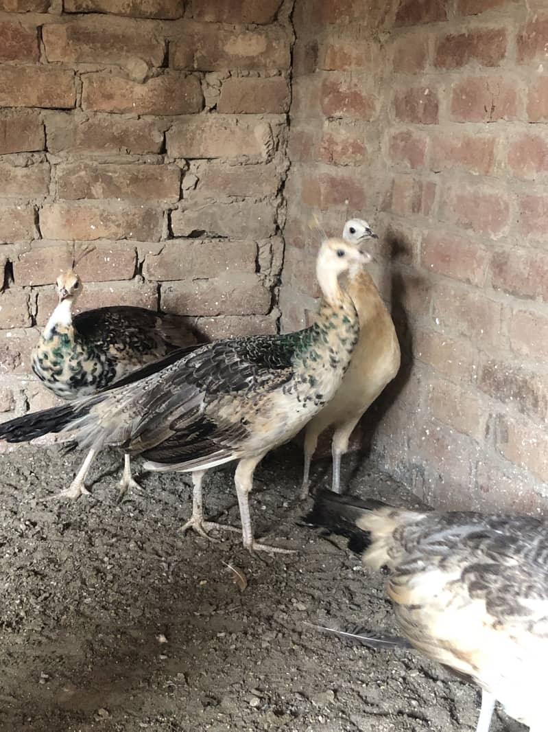 Peacocks  2