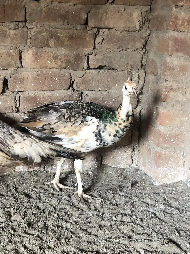 Peacocks  — photo 4