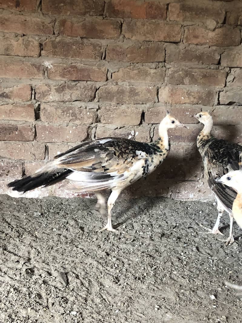 Peacocks  4