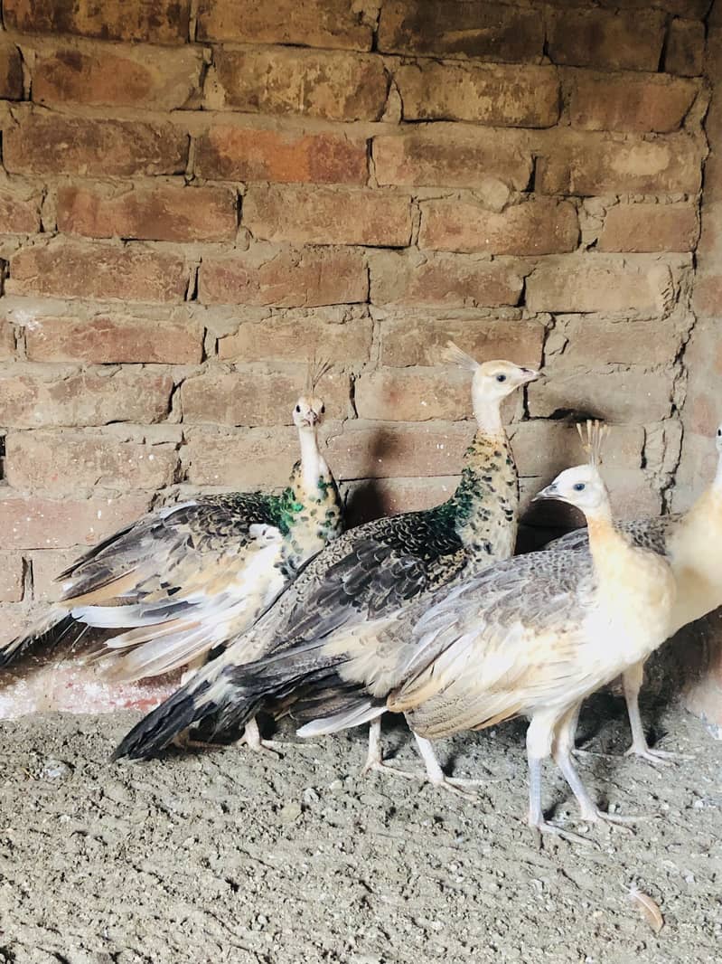 Peacocks  6
