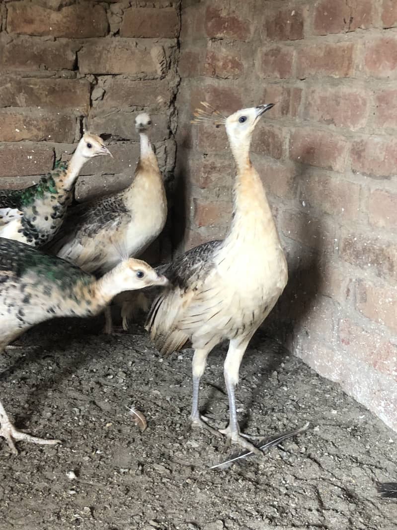 Peacocks  12