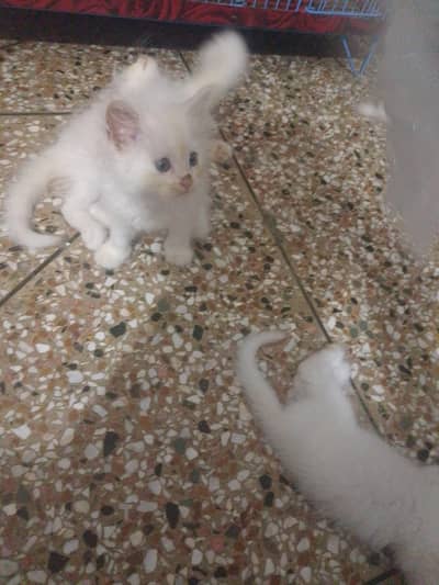 Persian kittens for sale