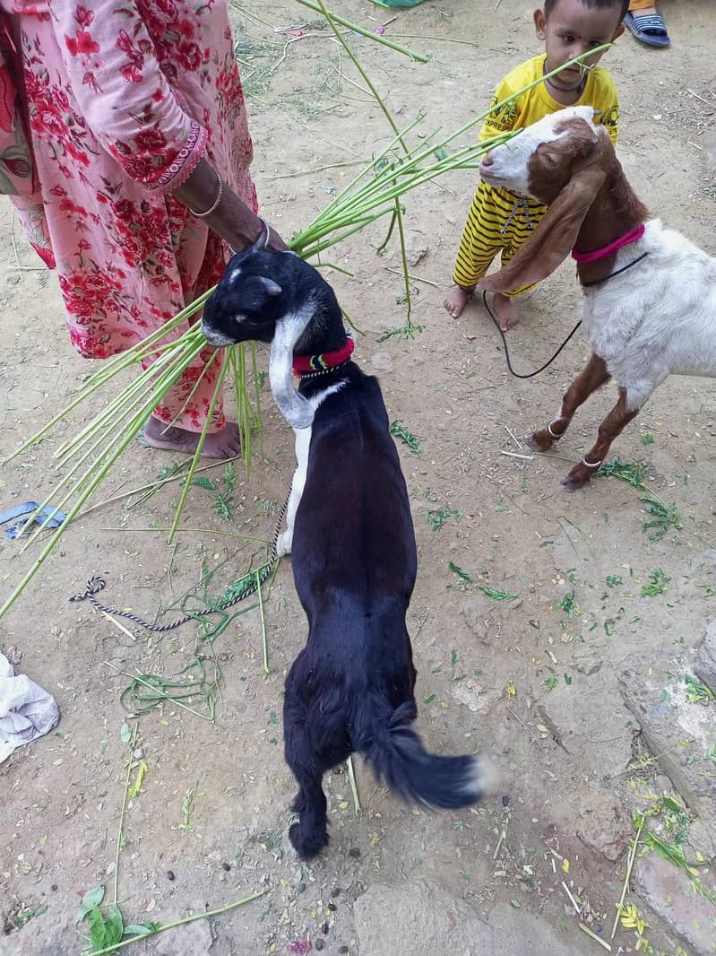 goats 0