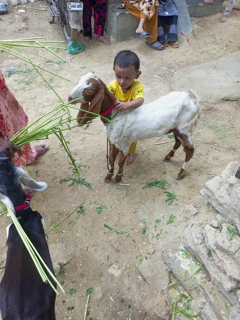 goats — photo 2