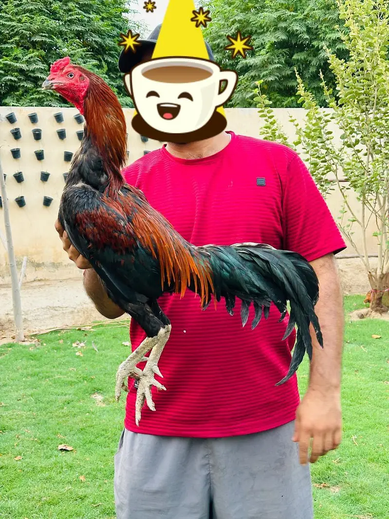 imported hen breed — photo 2