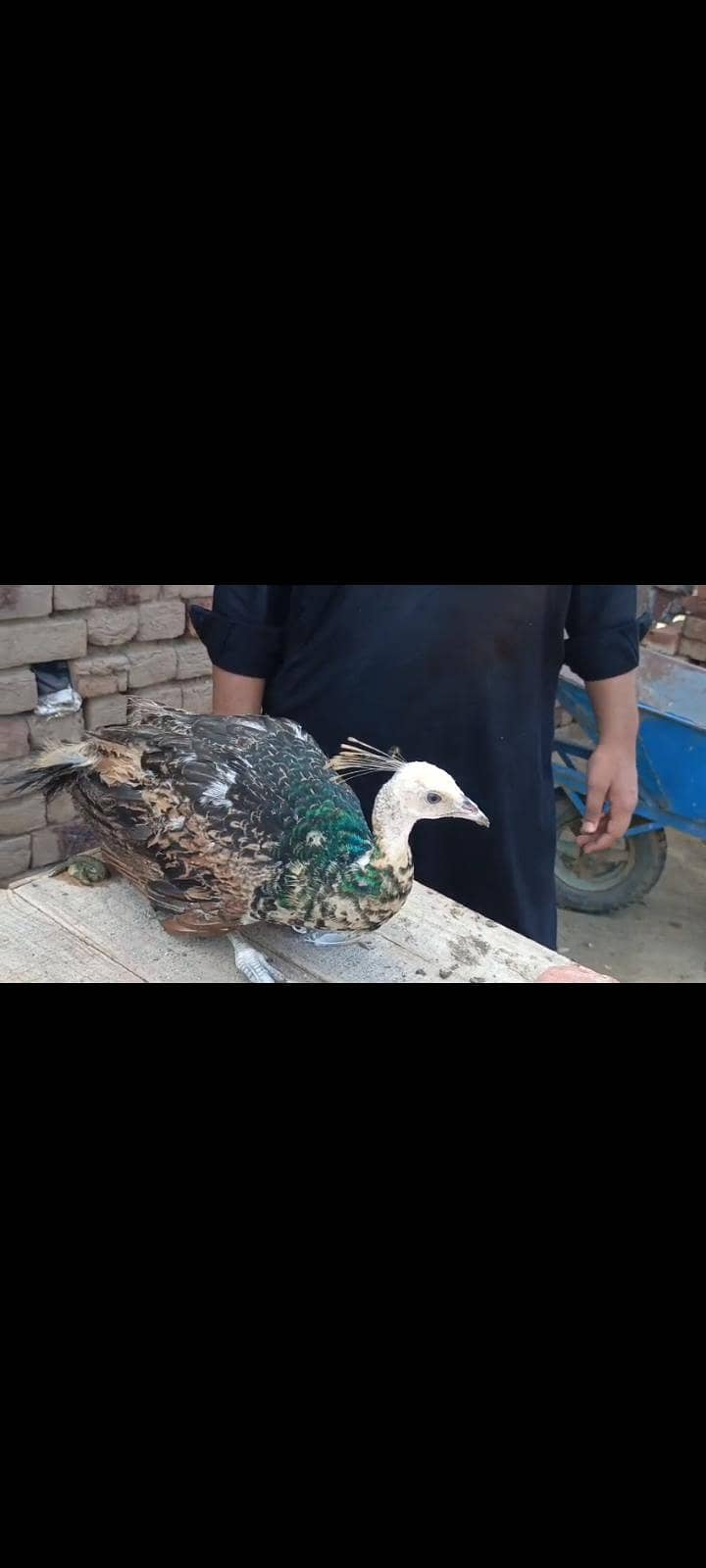 Peacocks  0