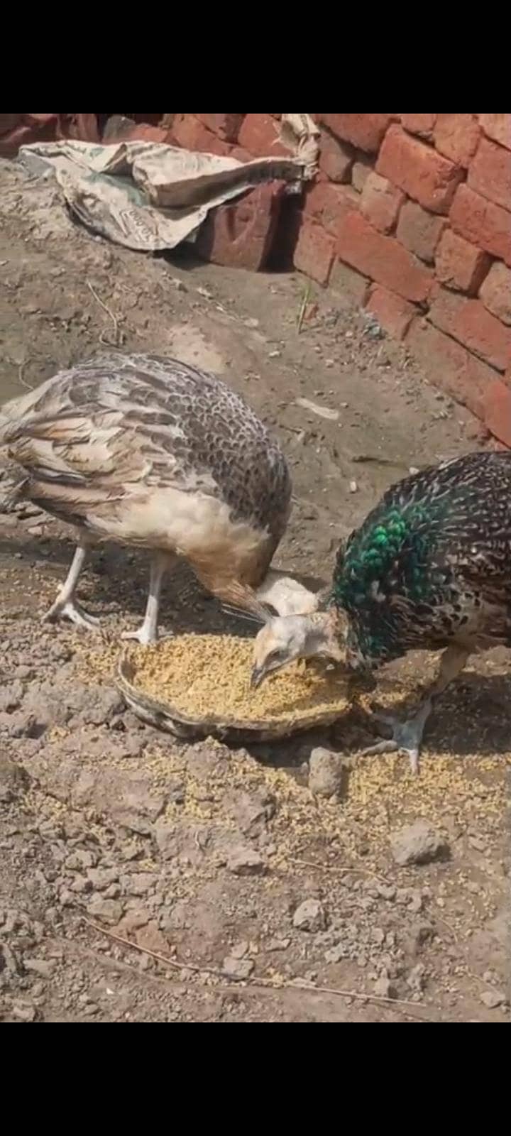 Peacocks  1