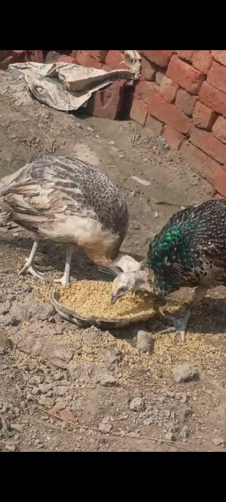 Peacocks  — photo 2
