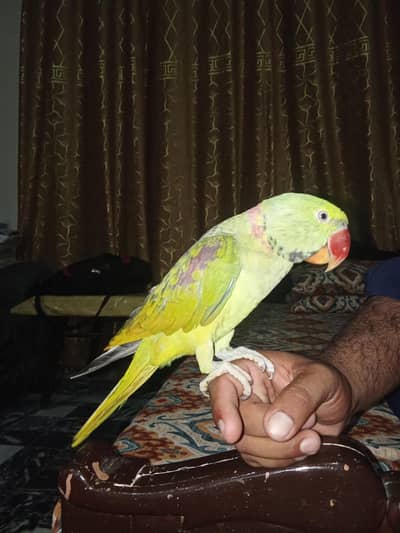 raw tota for sale