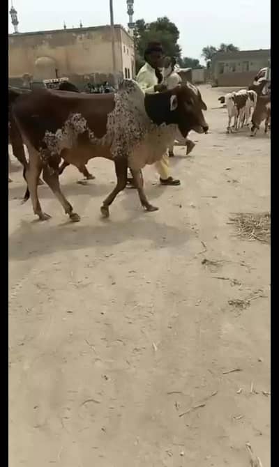 cow for sale