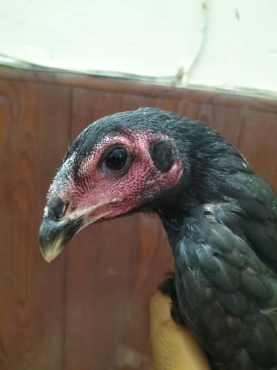 Thai Cross Aseel Quality Birds
