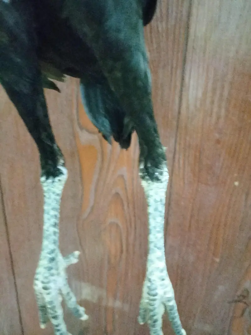 Thai Cross Aseel Quality Birds — photo 2
