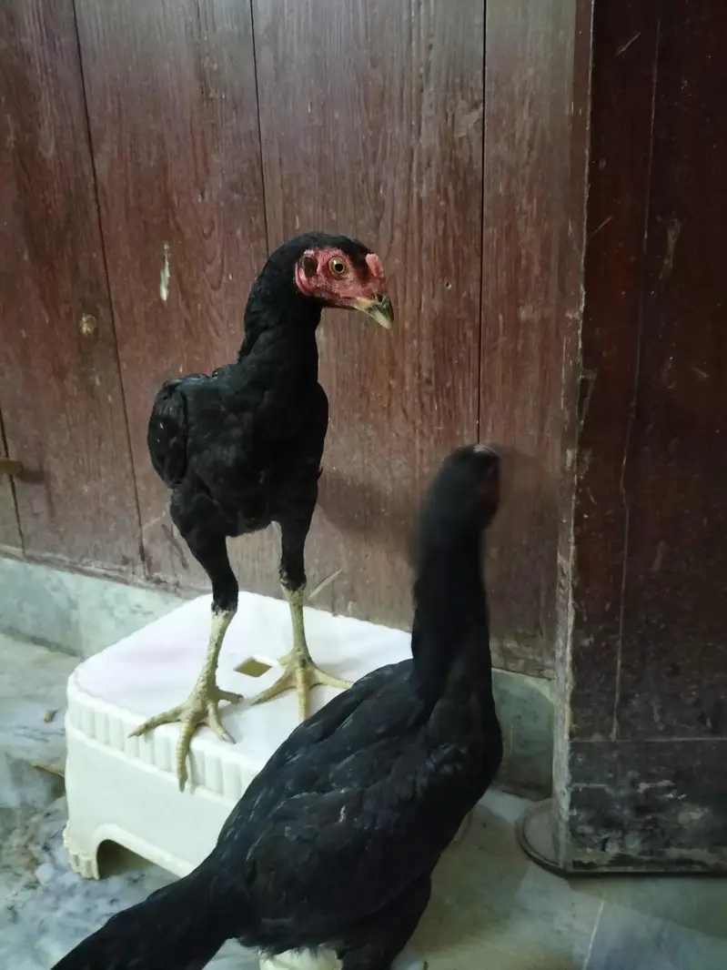 Thai Cross Aseel Quality Birds — photo 3