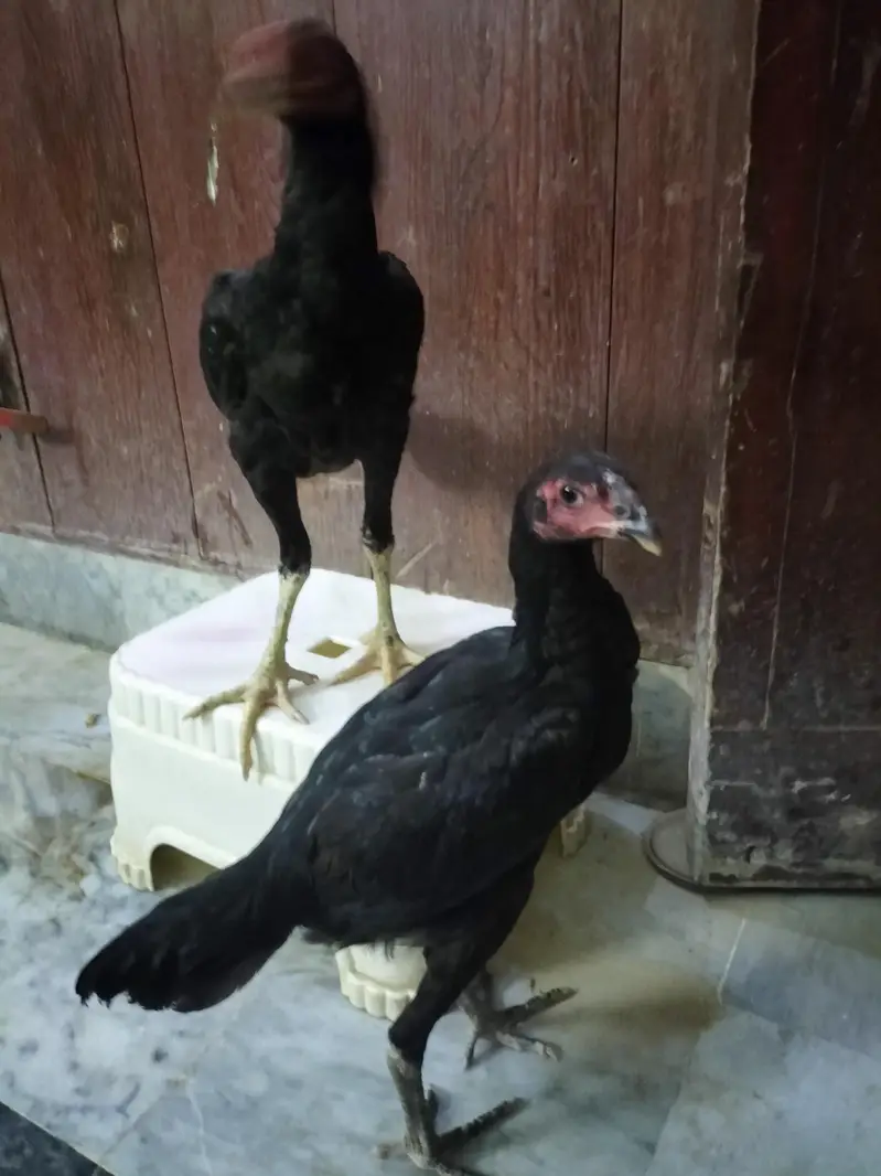 Thai Cross Aseel Quality Birds — photo 4