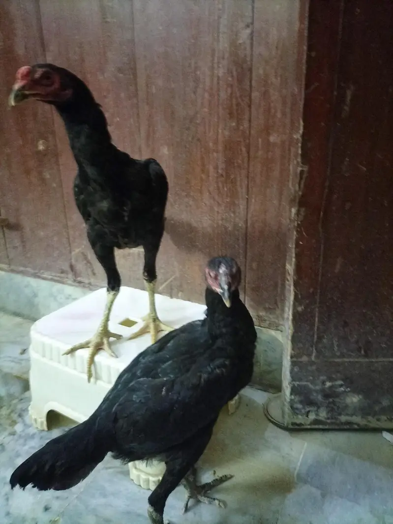 Thai Cross Aseel Quality Birds — photo 5