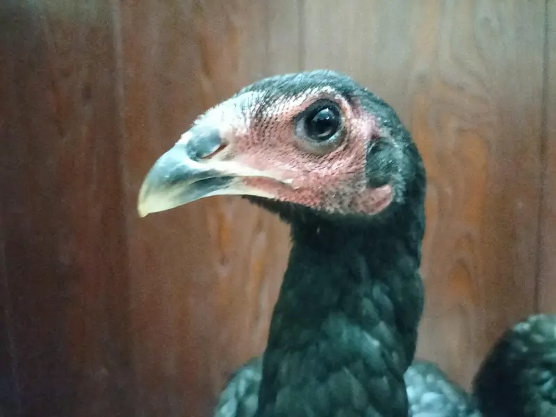 Thai Cross Aseel Quality Birds — photo 6