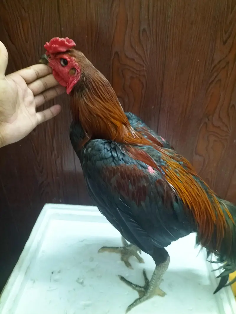 Thai Cross Aseel Quality Birds — photo 7