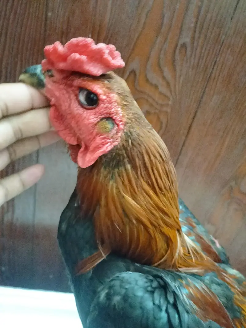 Thai Cross Aseel Quality Birds — photo 8