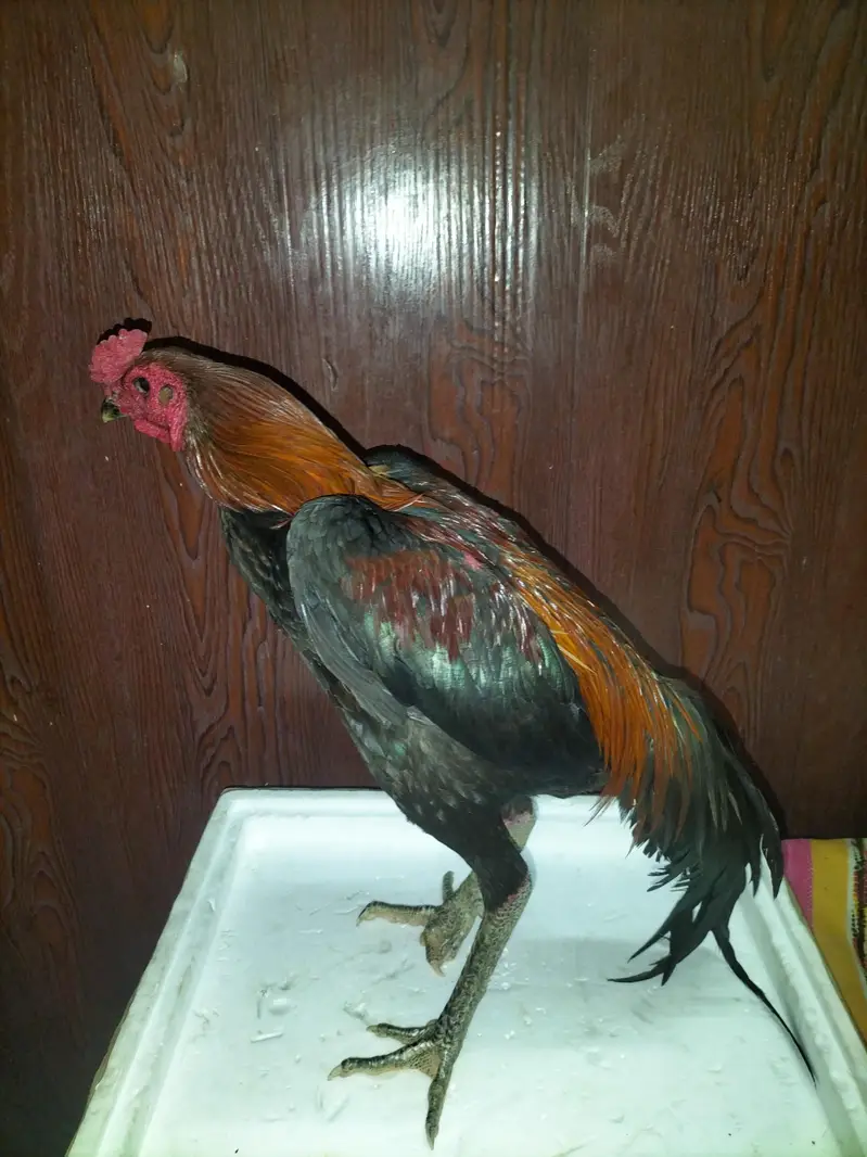 Thai Cross Aseel Quality Birds — photo 9