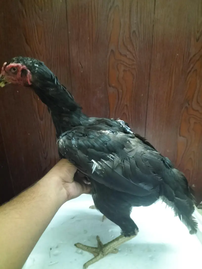 Thai Cross Aseel Quality Birds — photo 10