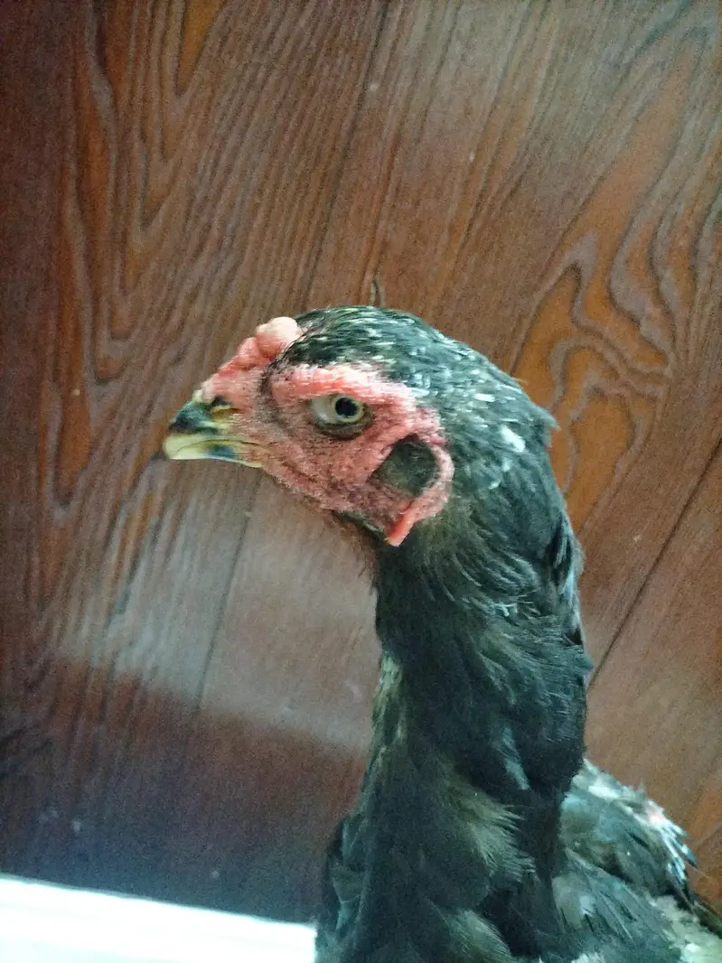 Thai Cross Aseel Quality Birds — photo 11