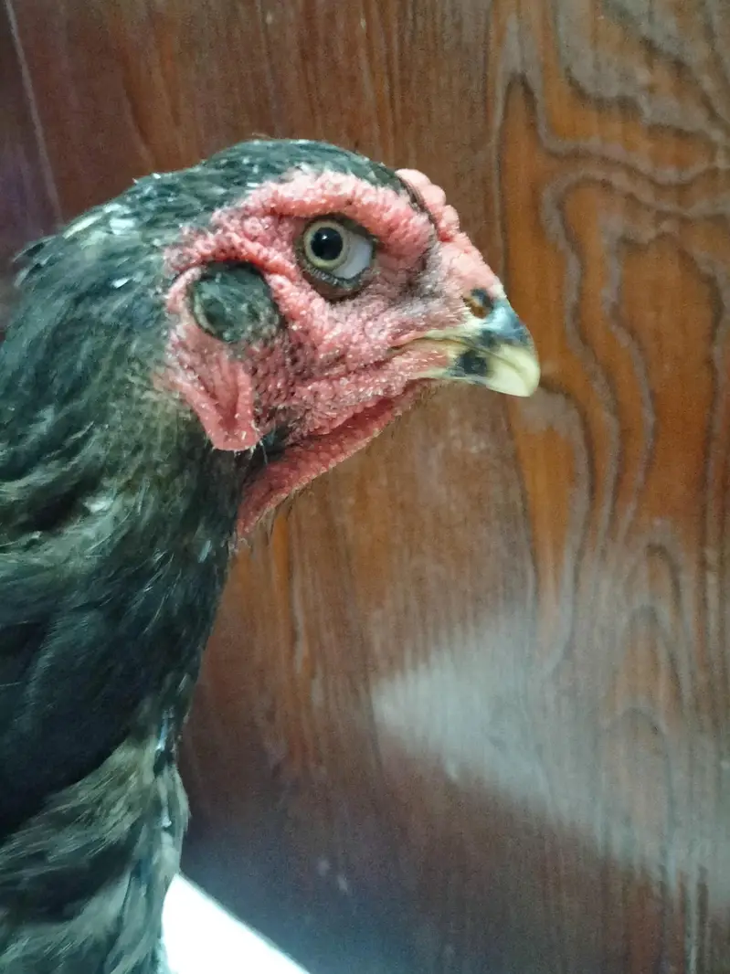 Thai Cross Aseel Quality Birds — photo 12