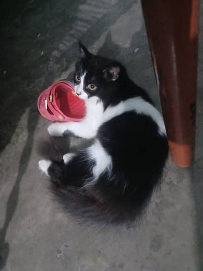 Parsion cat for sale