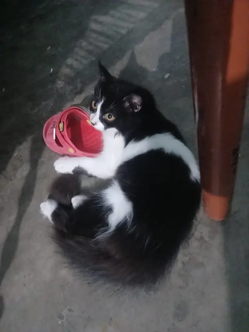 Parsion cat for sale — photo 2